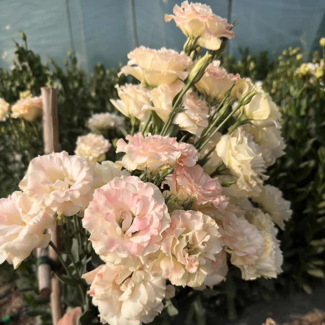 洋桔梗香槟色高档鲜花新鲜插花基地直发水养花送女友送家人送朋友