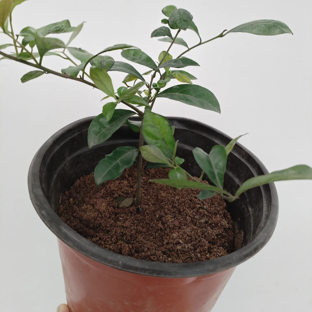 金弹子灌木产自四川泸州市江阳区，仔播小苗一棵，脱盆不带土球。