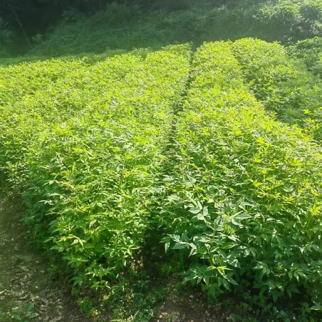 厚皮黄柏种子川黄柏种子种球