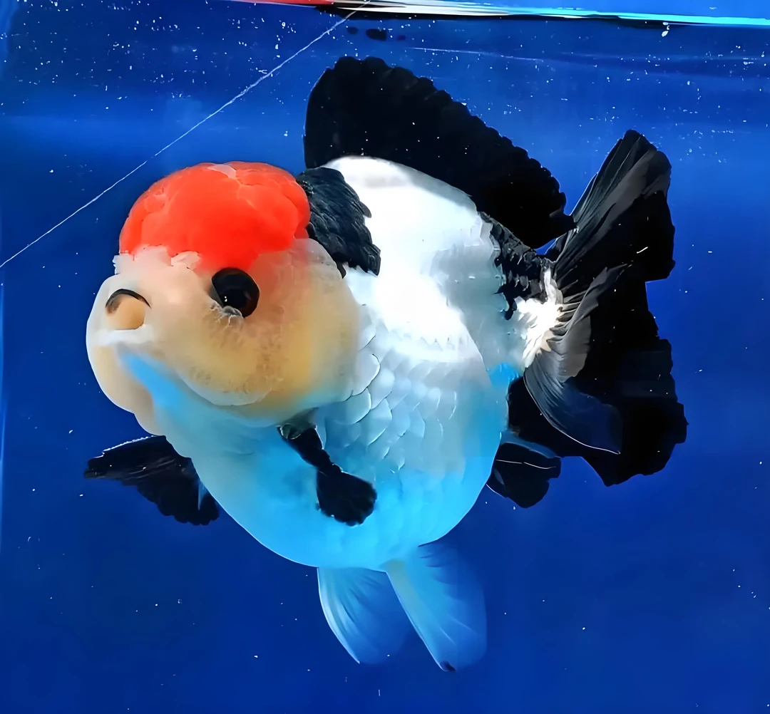 泰狮将军玛丽特色鱼一鱼一价直播间专属