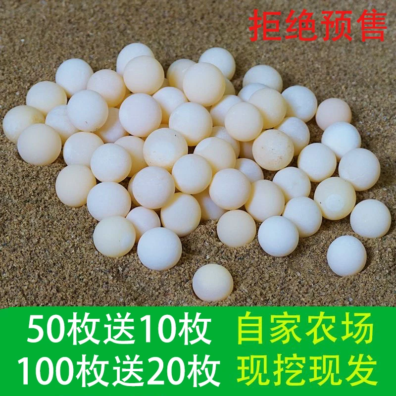 新鲜食用甲鱼蛋100枚再赠送20枚  十年以上老甲鱼水鱼蛋农家自养