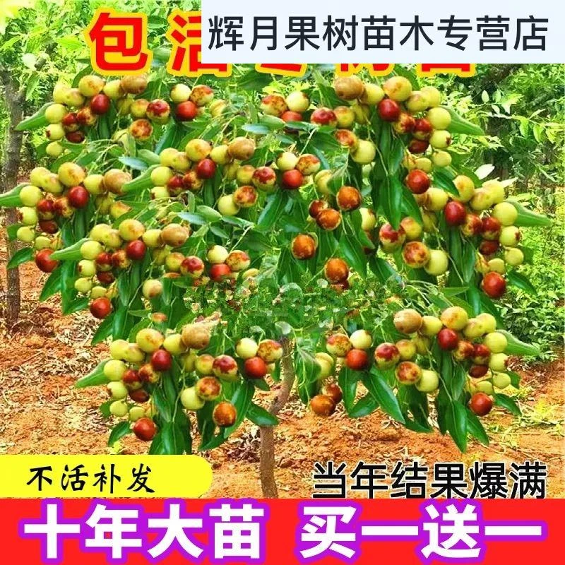 枣树嫁接特大沾化冬枣冰糖心枣当年结果北方南方种植盆栽地栽枣树