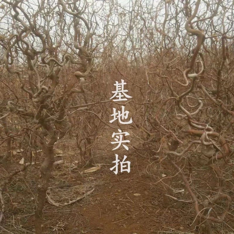 龙须枣树苗庭院南北方种植盆栽地栽龙爪盘龙枣造型古树当年结果