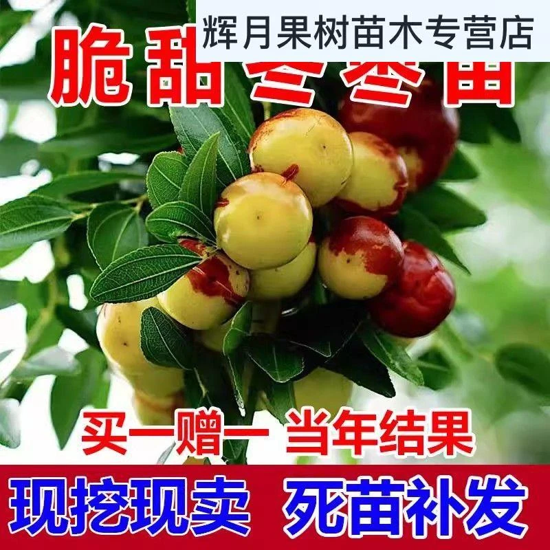 枣树苗特大冬枣树苗冰糖红枣梨枣南方北方种植地栽当年结果果树苗