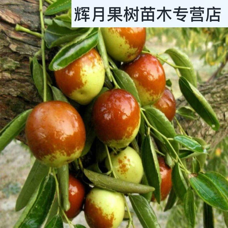 嫁接枣树苗早熟沾化冬枣苗盆栽地载果树苗大全南北方种植当年结果