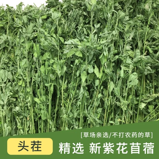 2025新草烘干紫花苜蓿草兔粮饲料兔子龙猫荷兰猪干草牧草兔草1kg