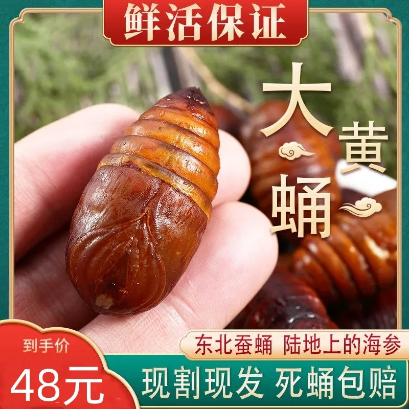 【顺丰包邮】东北蚕蛹大黄蛹活体柞树茧蛹黑蛹东北特产级鲜活大茧蛹