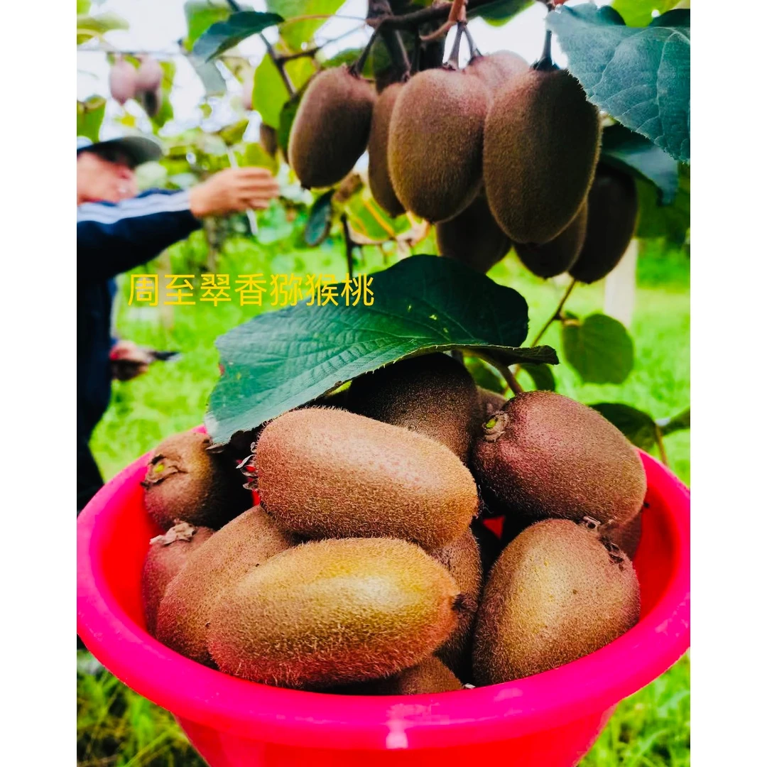 周至翠香猕猴桃自家果园现摘现发4.5斤