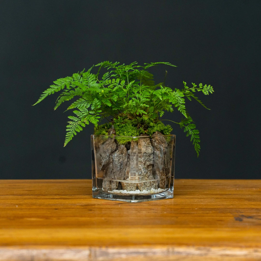 【山林】凝翠-成品创意绿植景观8*8cm