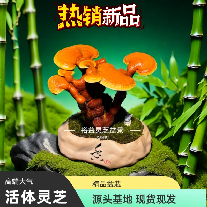 灵芝盆景园艺花卉绿植盆栽活体灵芝办公室桌面造型创意盆景包邮