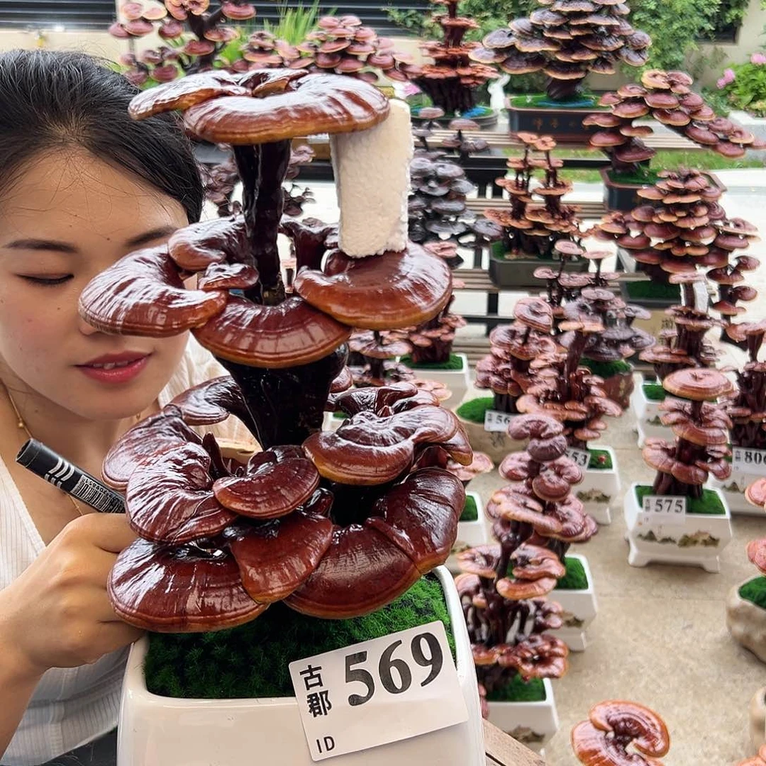 灵芝好看的感觉好看458665999888