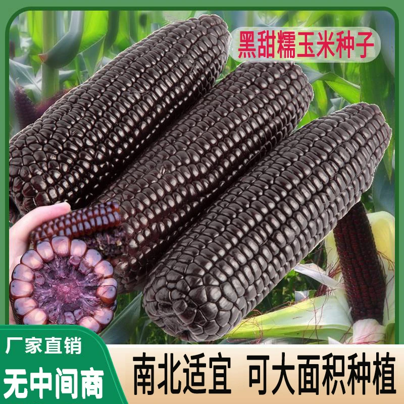 黑甜糯玉米种子水果玉米种子 可大面积种植