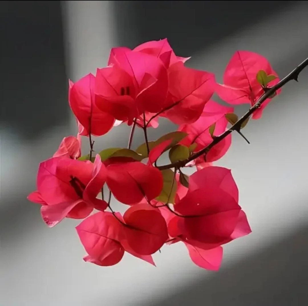 沐苒的花园-【三角梅】盆栽带花老桩矮霸型绿植办公室客厅绿植