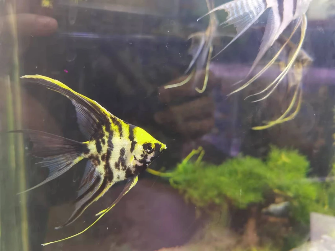 【善水】2-3CM(长鳍)熊猫三色、娜鲁湾神仙燕鱼6条