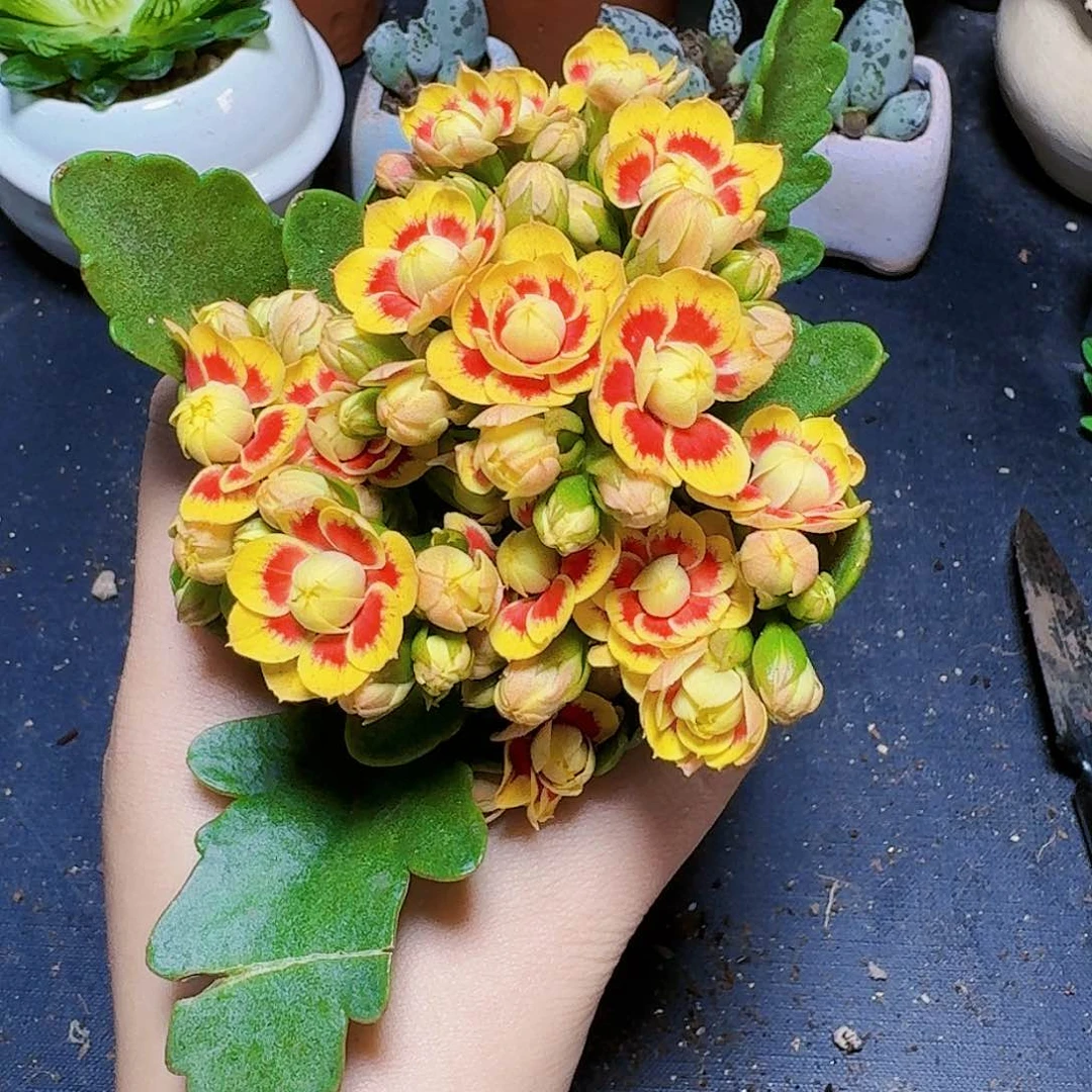 洛桑长寿花带盆一盆福利