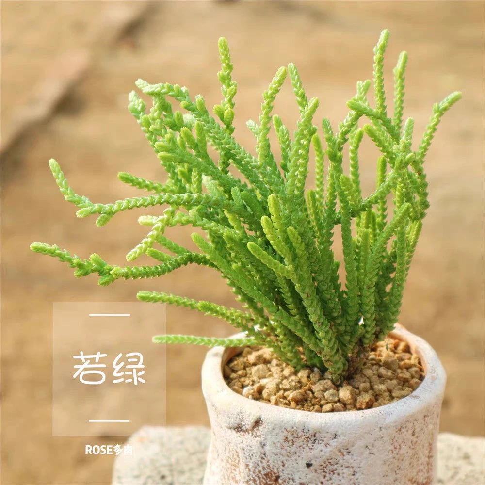 多肉植物 若绿 散群裸根一盆