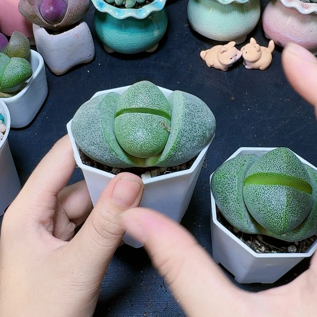 绿色大元宝带八角盆一盆