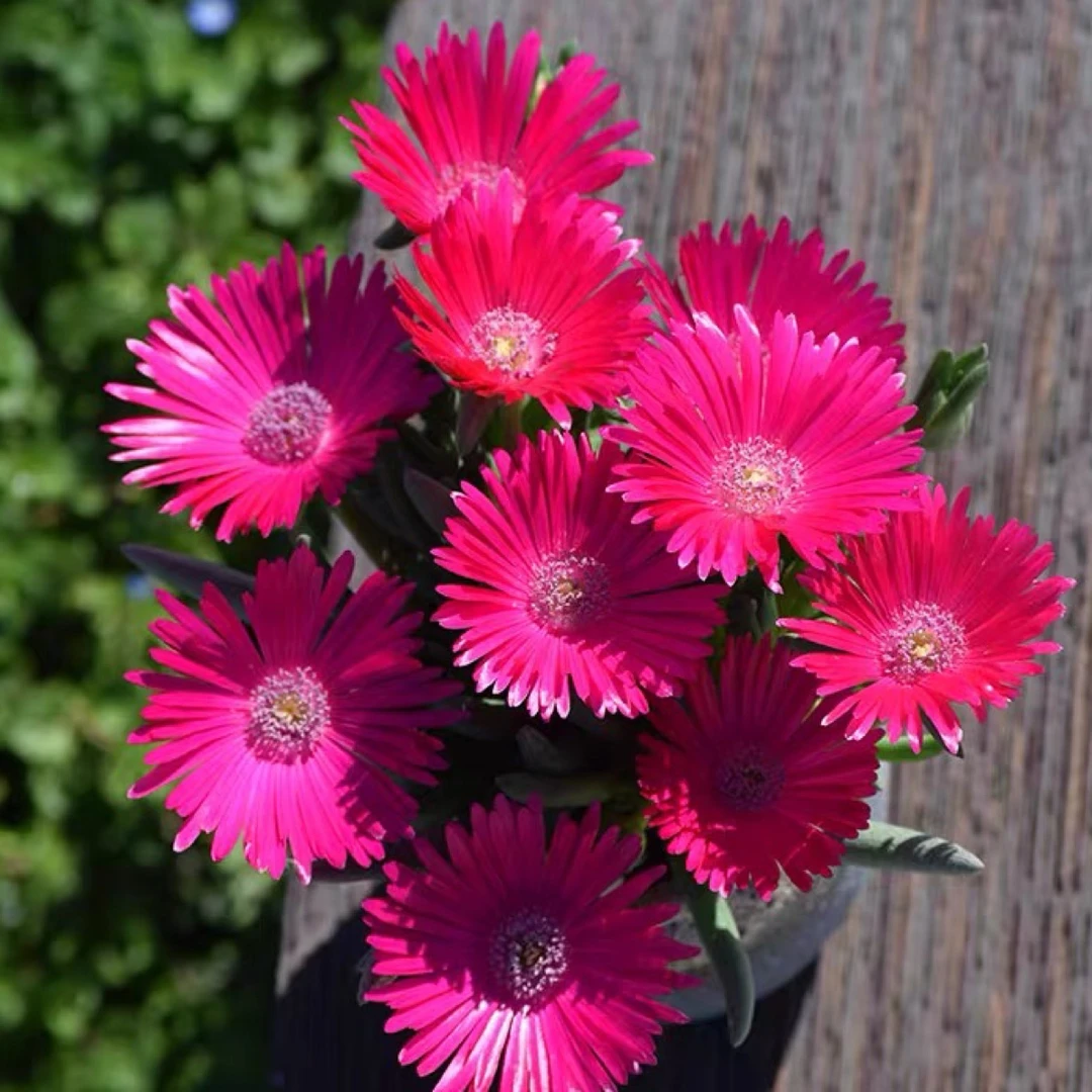 花量多 方盆奔龙裸根一颗