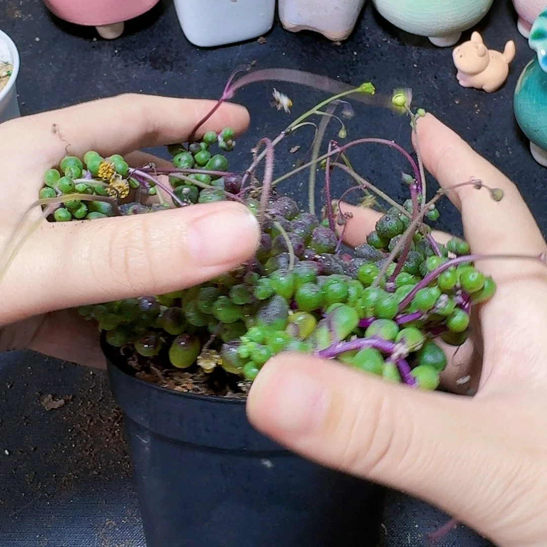 紫葡萄带盆一盆福利炸