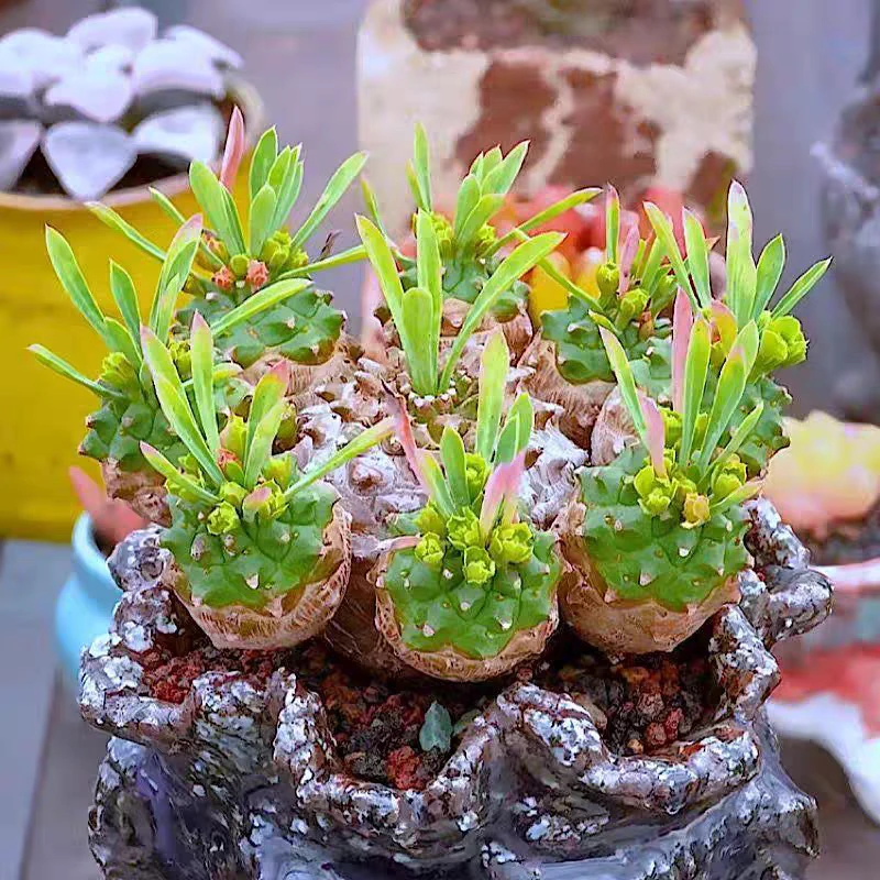 稀有贵货 群生菠萝6-10头左右一颗换盆会脱叶子