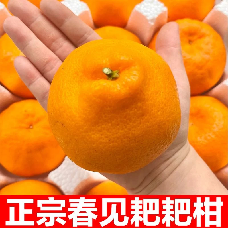【东方薽选】四川春见耙耙柑水果新鲜应季水果橘子薄皮桔子5-8斤