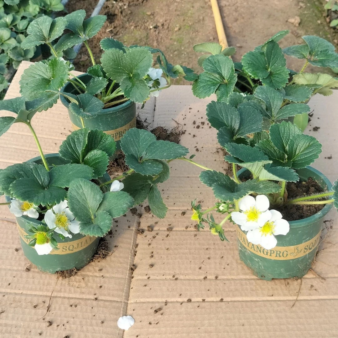 【0.8加仑】大果天使ae白草莓苗秧原盆原土