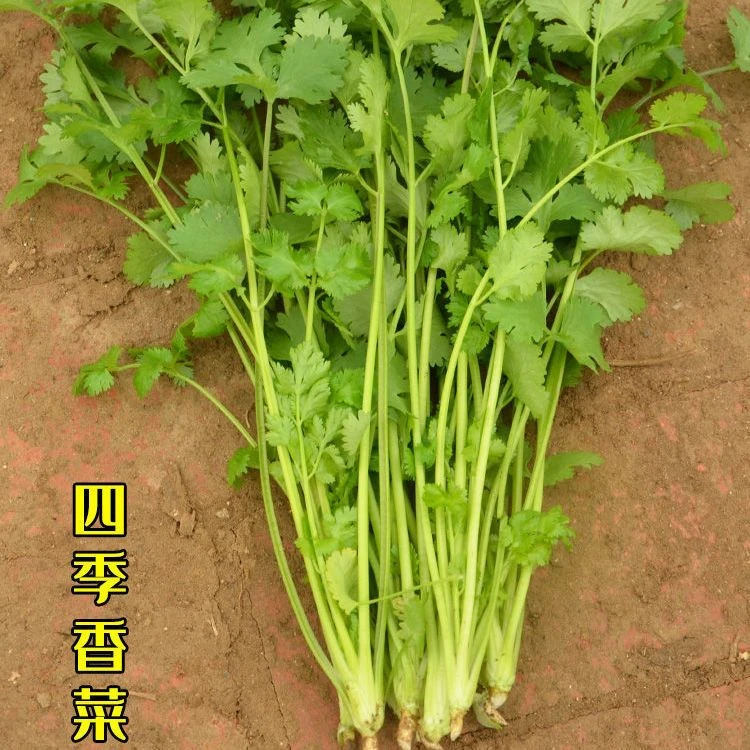 香菜种子四季阳台盆栽蔬菜种孑食用种苗芫荽农家小叶大叶香菜种籽