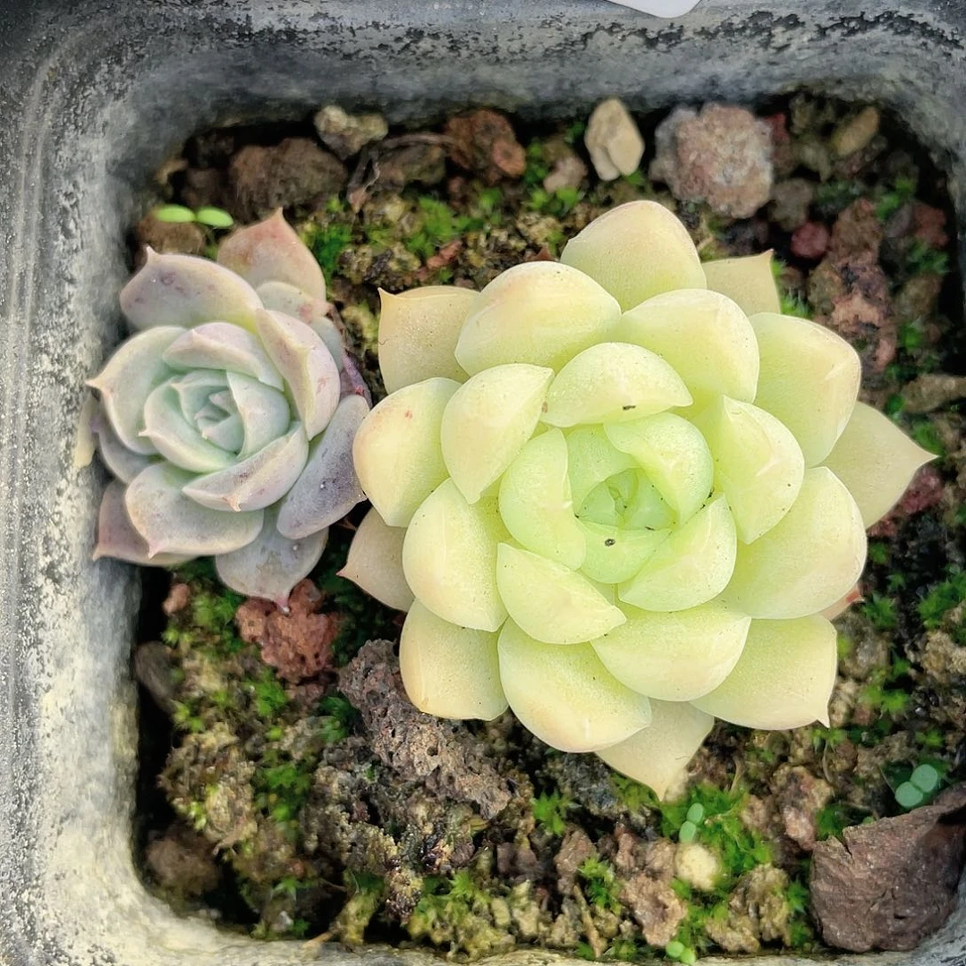 云南基地多肉051