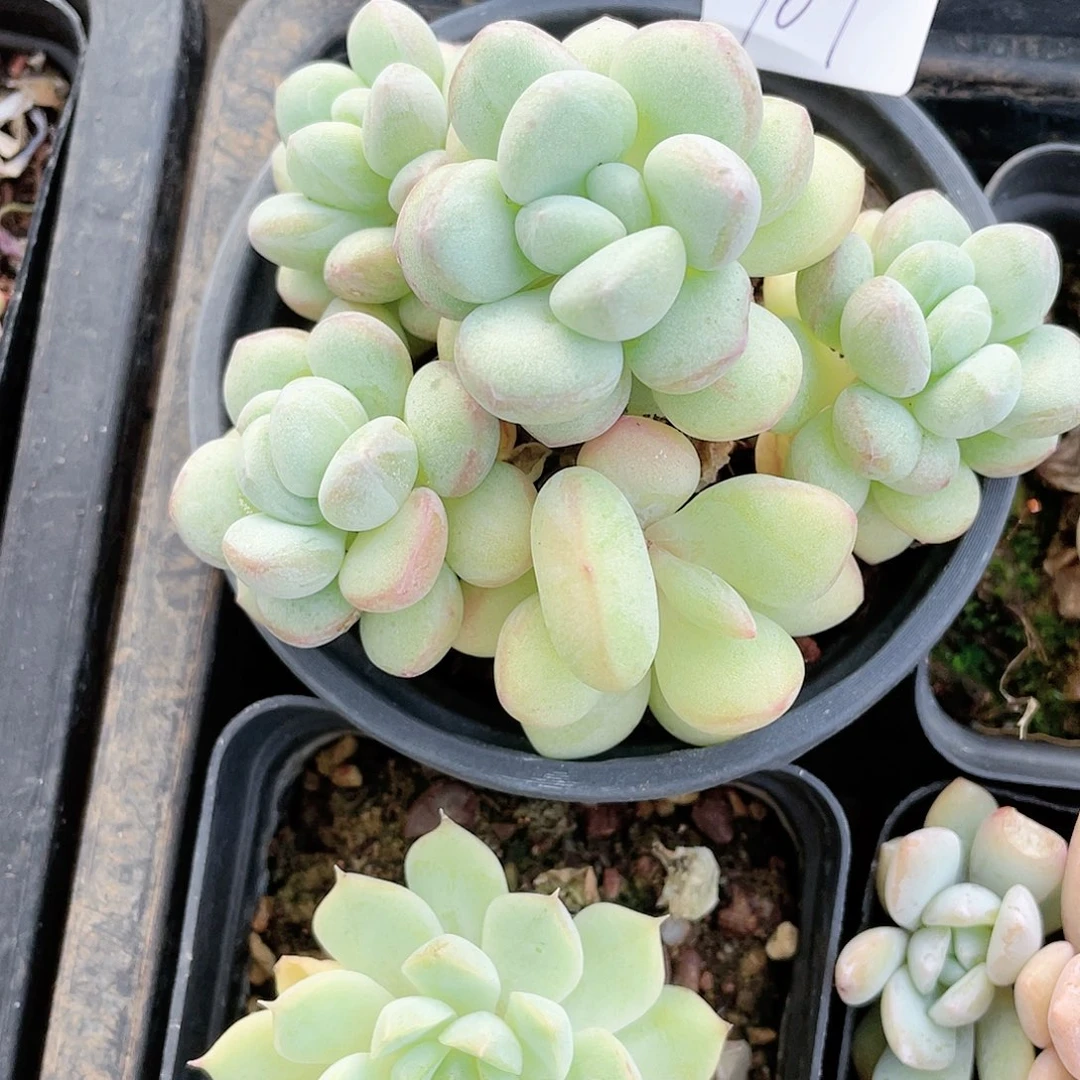 云南基地多肉109