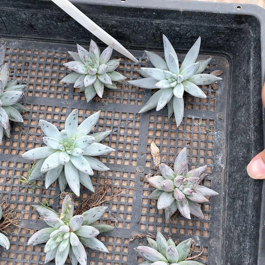 云南基地魔抓4号