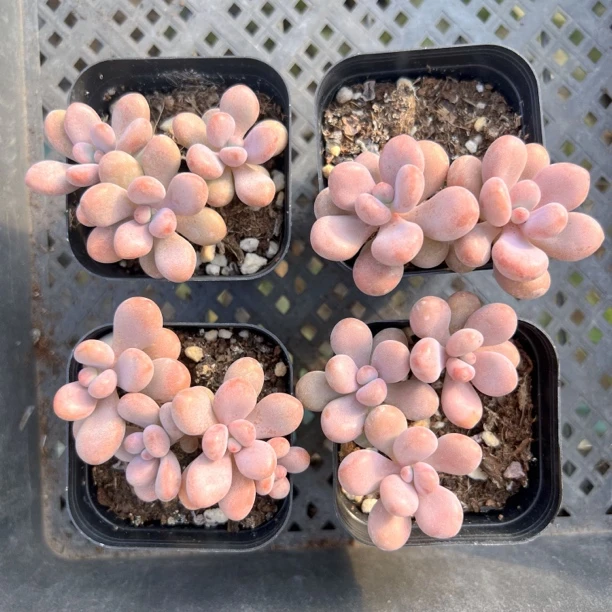 粉色桃蛋多肉植物整装净化空气防辐射懒人盆栽