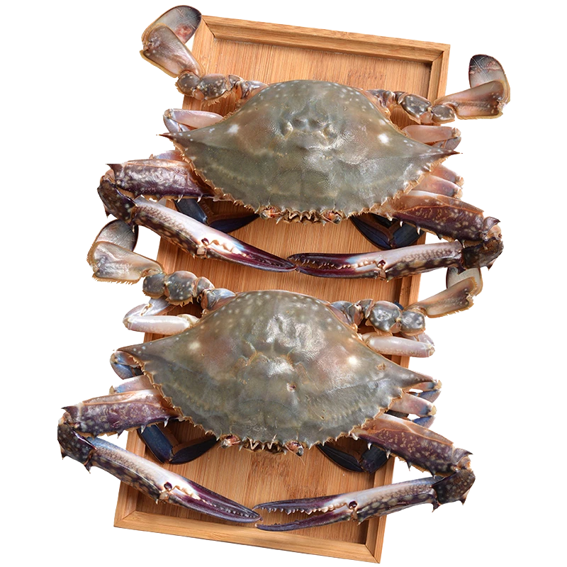 鲜活梭子蟹（正蟹）400-500g/份