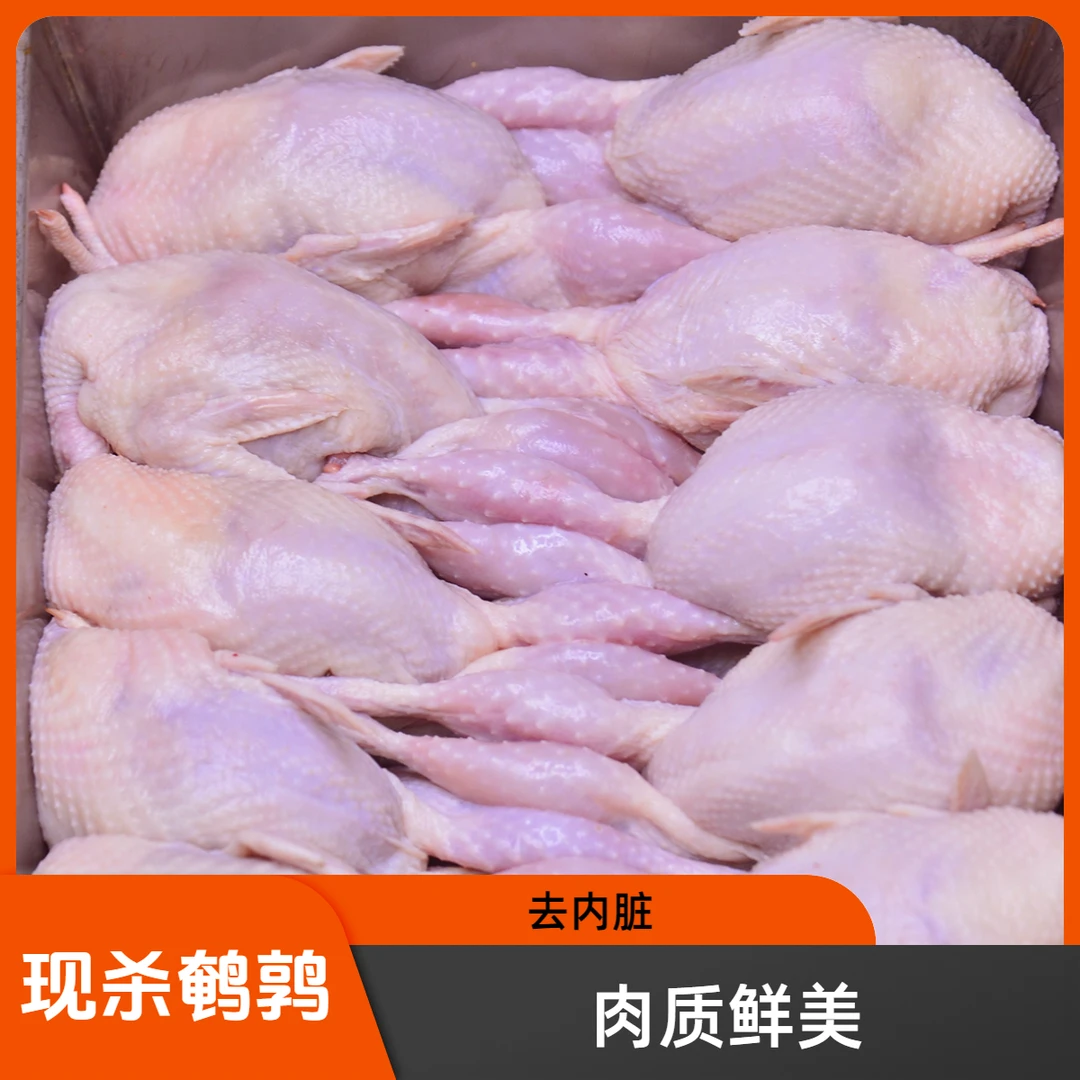 放血特大鹌鹑肉去内脏新鲜冷冻白条鹌鹑肉油炸烧烤炖汤鹌鹑鸟