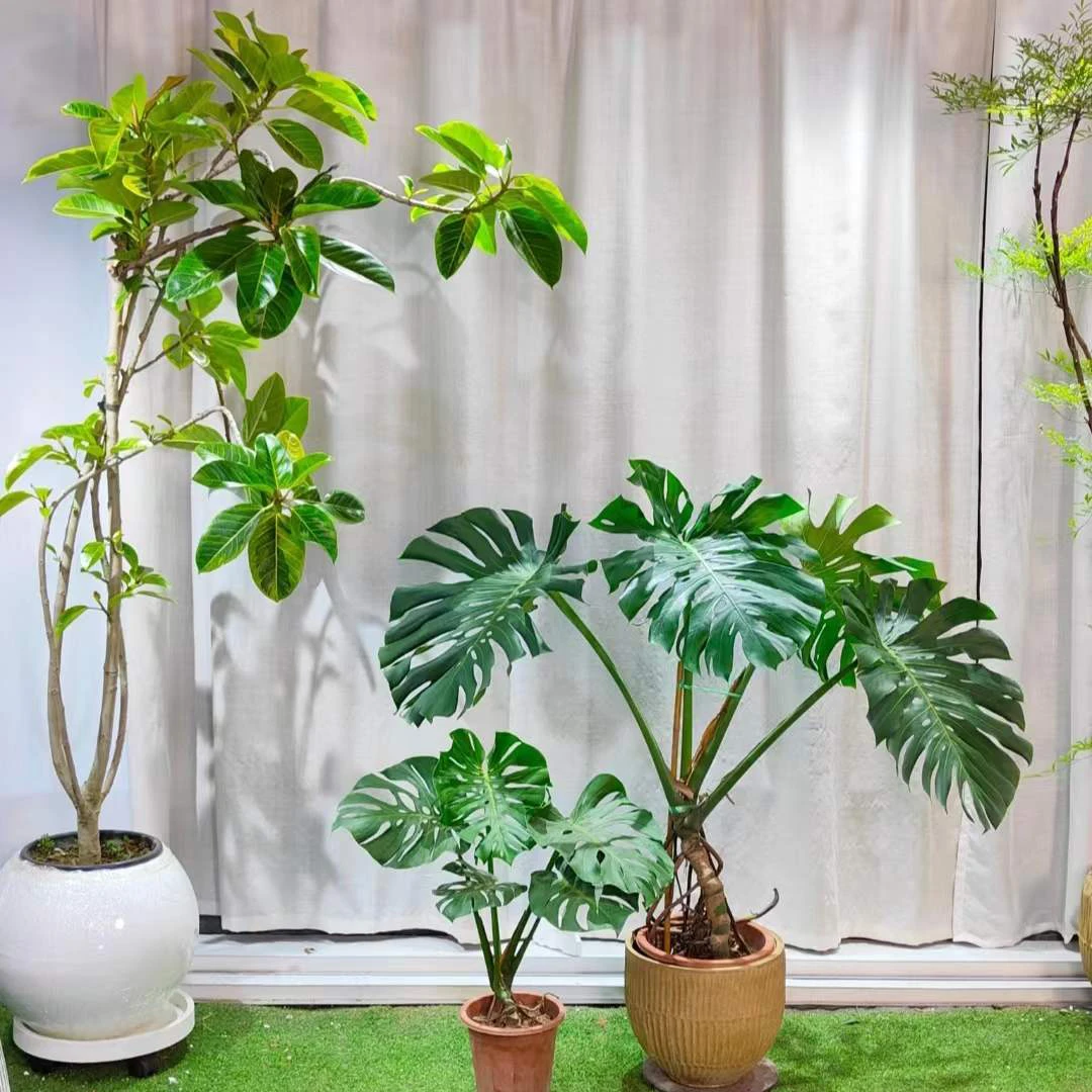 【一物一拍】 黄金榕 花叶榕 室内大型落地绿植阳台植物好