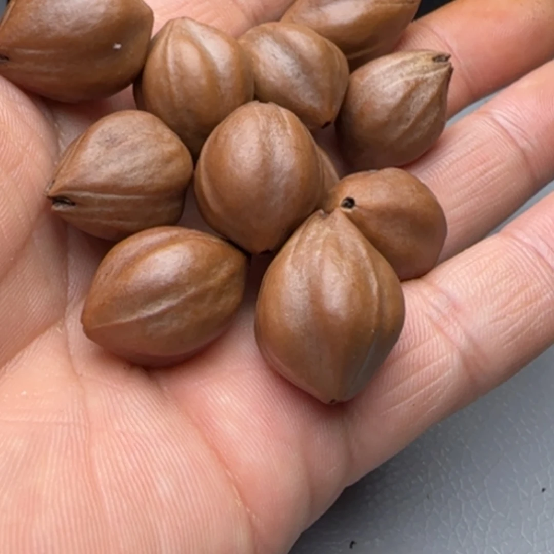 【闪购商品】橄榄核手串