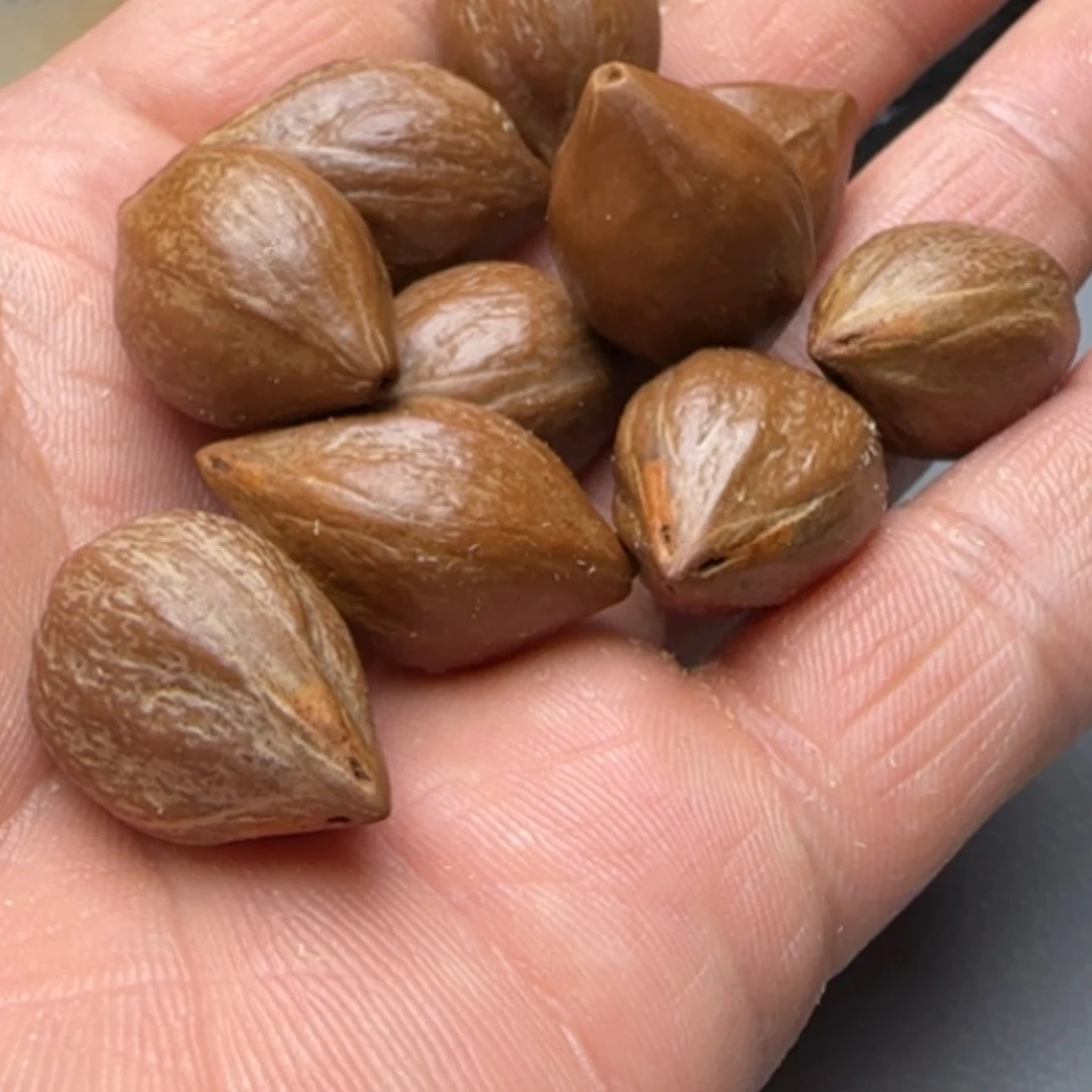 【闪购商品】橄榄核吊坠