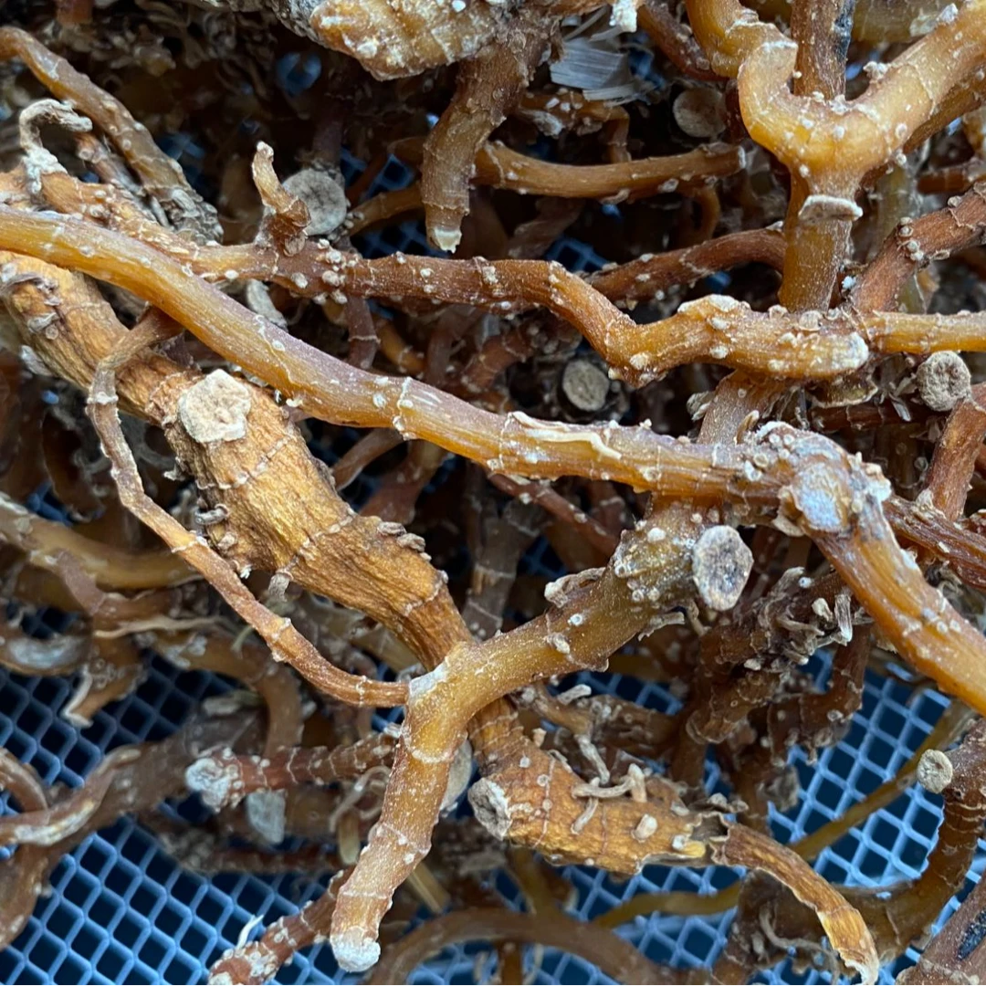 【中缅越土特产】现收 玉竹 250g-500g土特产农产品可搭配枸杞