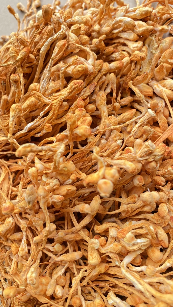 【中缅越土特产】现收 虫草花 250-500g土特产农产品可搭配枸杞
