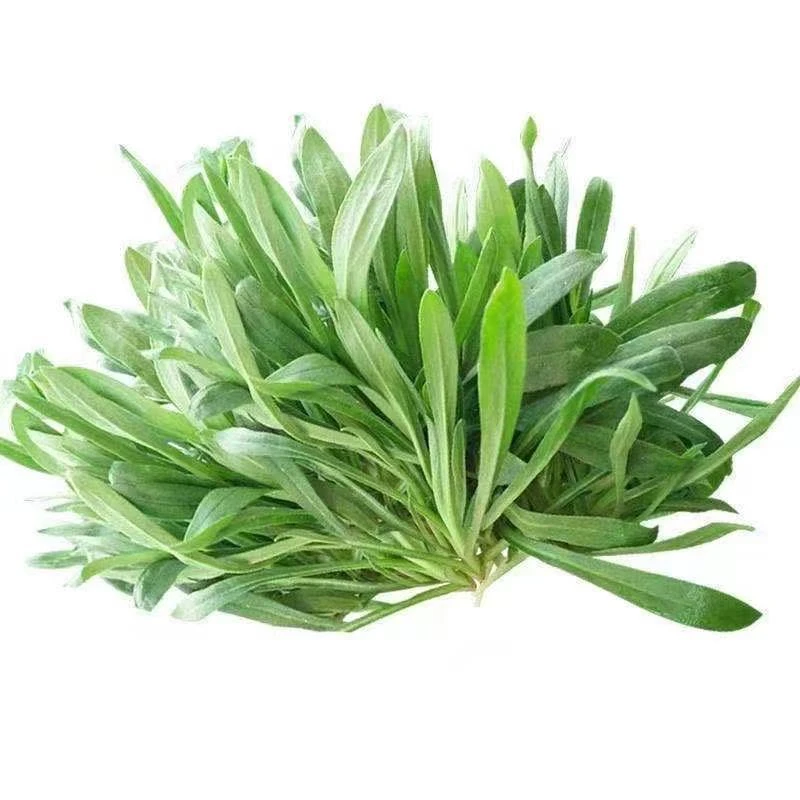 面条菜 200g/份