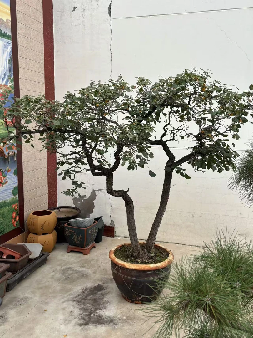 香山红叶黄栌，晋南