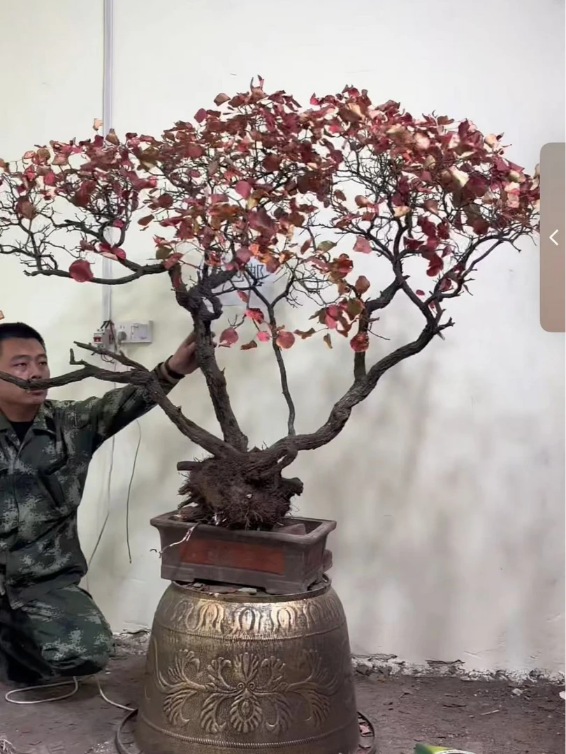 香山红叶黄栌，晋南太行