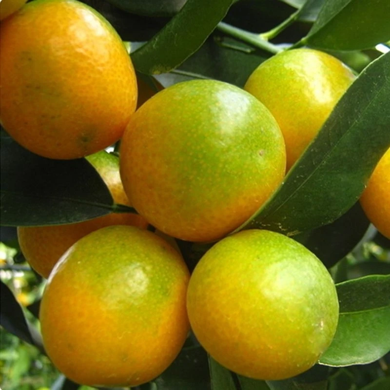 脆皮金桔苗     嫁接苗