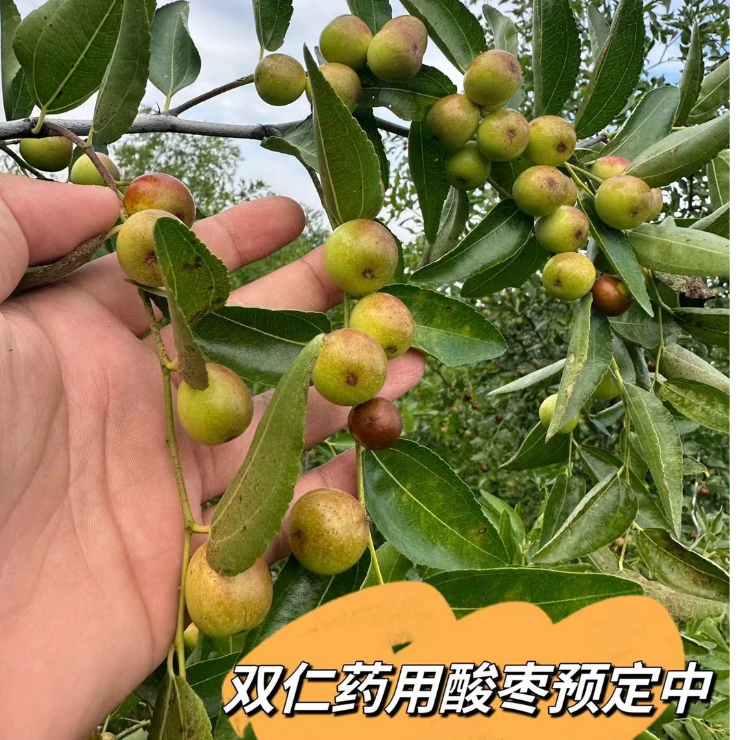 枣苗冬枣双仁药用酸枣苗嫁接成品苗当年结果现预定中