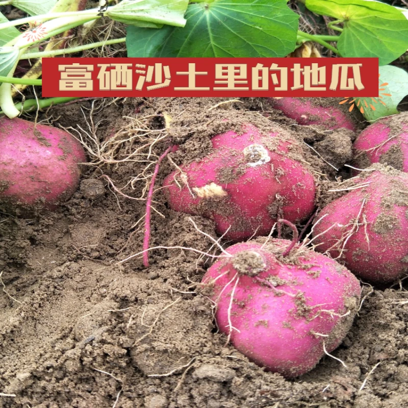 海南澄迈桥头富硒地瓜农家新鲜沙地红薯板栗薯番薯带箱10斤装