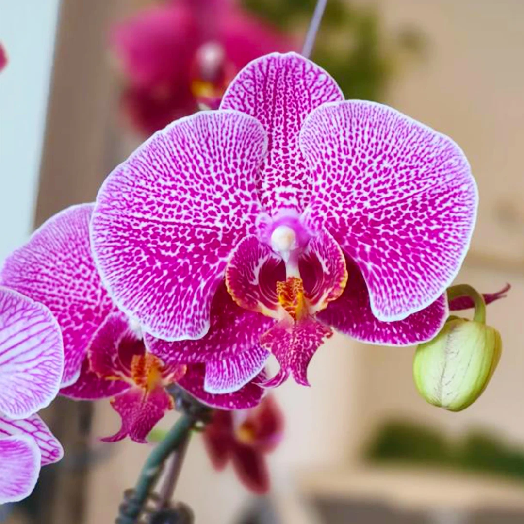 花花喜大王蝴蝶兰法国斑3.5寸杯根好苗壮叶子油绿【剪自然梗无花】