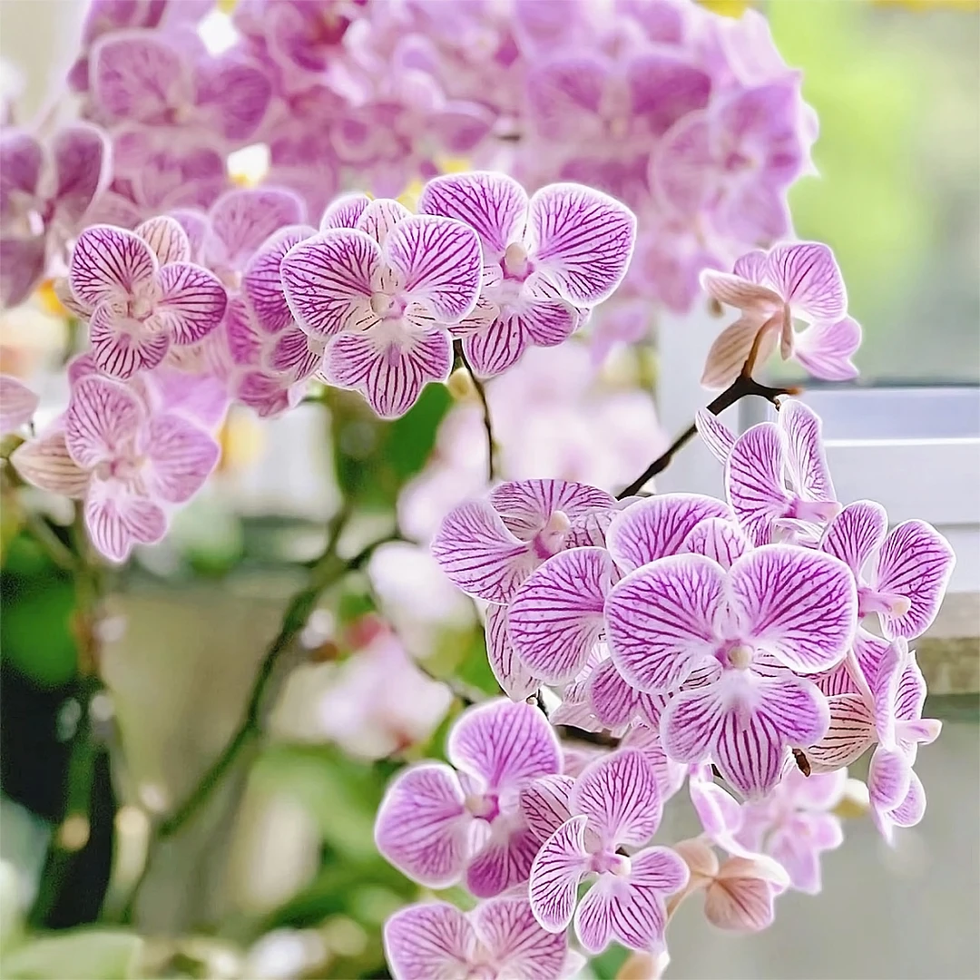 花花喜大王蝴蝶兰樱花3.5寸杯根好苗壮叶子油绿肥厚【无花无梗】
