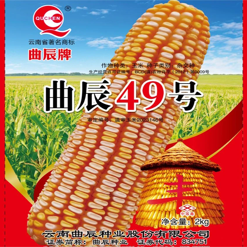 曲辰49号黄白粒玉米品种穗大粒深产量高植株高大叶片宽厚青饲两用