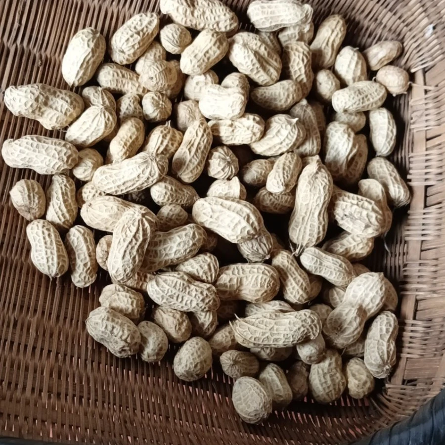 广西桂林全州乡下自种带壳生土花生非转基因5/10斤粉皮花生种子
