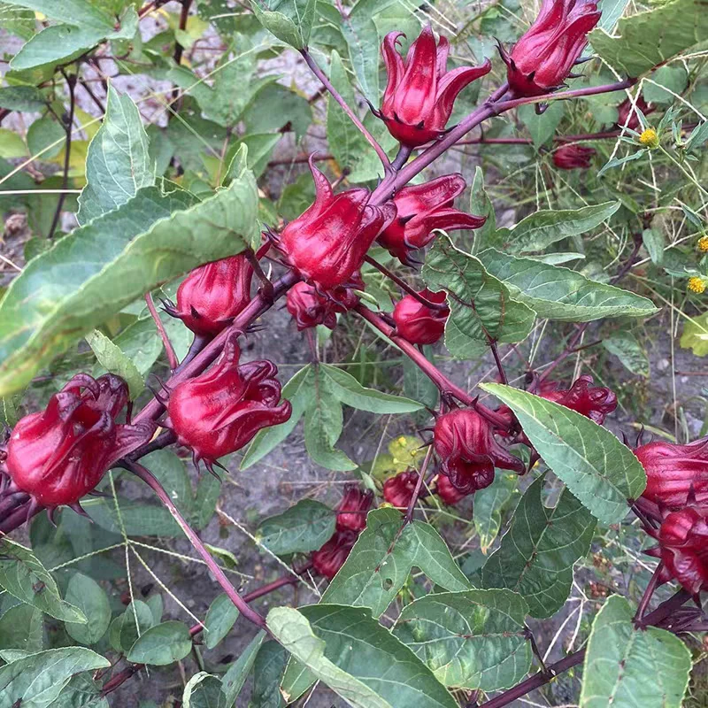 广西桂林农家自种洛神花干货当季现摘晒干玫瑰茄红桃k可泡茶泡酒