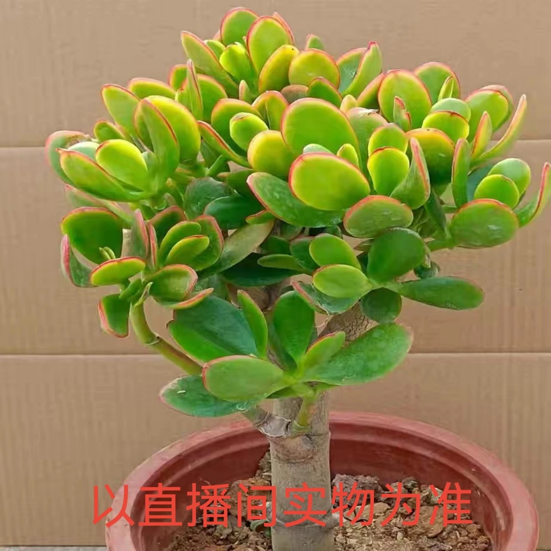 大颗老桩黄金花月多肉植物